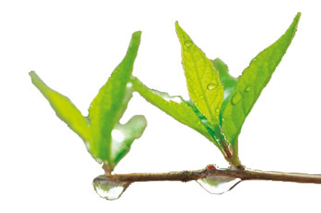 Gestión Medioambiental
